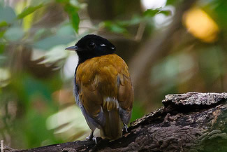 Zwartkop-muggeneter - Conopophaga roberti